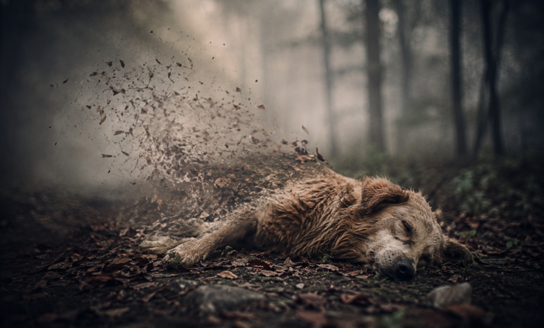 Soñar con perros muertos - qué puede reflejar